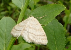 Gul sankthansmåler (Cabera exanthemata)