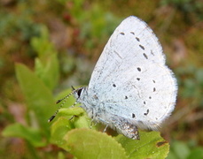 Vårblåvinge (Celastrina argiolus)