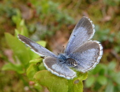 Vårblåvinge (Celastrina argiolus)