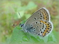 Idas blue (Plebejus idas)