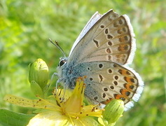 Argus-/idasblåvinge (Plebejus argus/idas)