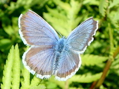 Argus-/idasblåvinge (Plebejus argus/idas)