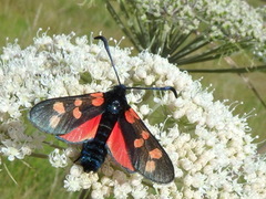 Six-spot Burnet (Zygaena filipendulae)