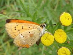Scarce Copper (Lycaena virgaureae)