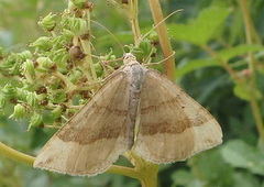 Brun bakkemåler (Scotopteryx chenopodiata)