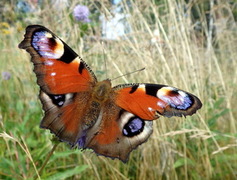 Dagpåfugløye (Aglais io)