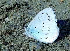 Holly Blue (Celastrina argiolus)