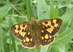 Northern Chequered Skipper (Carterocephalus silvicola)