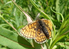 Heath Fritillary (Melitaea athalia)