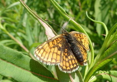 Marimjellerutevinge (Melitaea athalia)