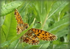Small Pearl-bordered Fritillary (Boloria selene)