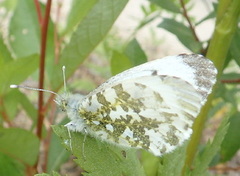 Aurorasommerfugl (Anthocharis cardamines)