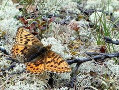 Freija's Fritillary (Boloria freija)