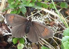 Dewy Ringlet (Erebia pandrose)