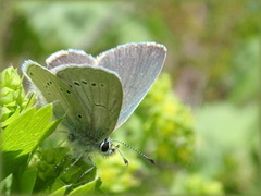 Small Blue (Cupido minimus)