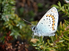 Idas blue (Plebejus idas)