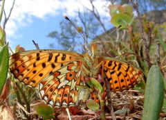 Pearl-bordered Fritillary (Boloria euphrosyne)