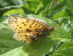 Pearl-bordered Fritillary (Boloria euphrosyne)