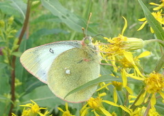 Myrgulvinge (Colias palaeno)