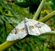 Hvit båndmåler (Xanthorhoe montanata)