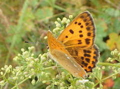 Oransjegullvinge (Lycaena virgaureae)