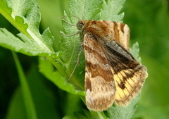 Burnet Companion (Euclidia glyphica)