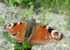 Dagpåfugløye (Aglais io)