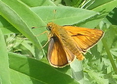 Large Skipper (Ochlodes sylvanus)