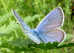 Mazarine Blue (Cyaniris semiargus)