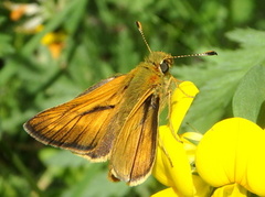 Large Skipper (Ochlodes sylvanus)