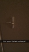White Plume (Pterophorus pentadactyla)