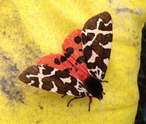Garden Tiger (Arctia caja)