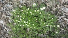 Hvitveis (Anemone nemorosa)