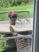 Song Thrush (Turdus philomelos)