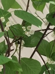 Bumble-bee (Bombus)