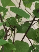 Bumble-bee (Bombus)