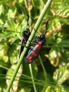 Six-spot Burnet (Zygaena filipendulae)