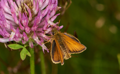 Timoteismyger (Thymelicus lineola)