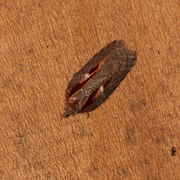 Seljeflatvikler (Acleris hastiana)