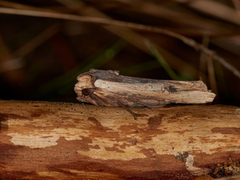 Svartkantkvistfly (Xylena vetusta)
