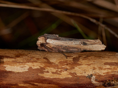 Red Sword-grass (Xylena vetusta)