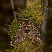 Vårspinner (Endromis versicolora)