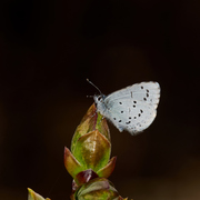 Vårblåvinge (Celastrina argiolus)