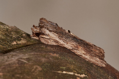 Brunt kappefly (Lithophane socia)