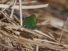 Grønnstjertvinge (Callophrys rubi)