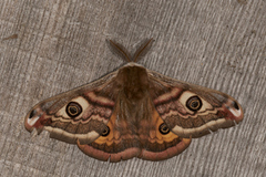 Emperor Moth (Saturnia pavonia)