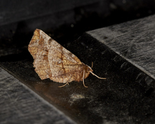 Blek månemåler (Selenia dentaria)