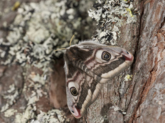 Nattpåfugløye (Saturnia pavonia)