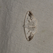 Clouded Silver (Lomographa temerata)
