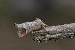 Rødflekkstjertspinner (Clostera curtula)